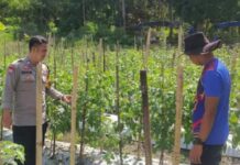 Polri Hadir Menjaga Ketahanan Pangan, Polda Sulbar Perkuat Pendampingan Petani Demi Wujudkan Swasembada Pangan Nasional