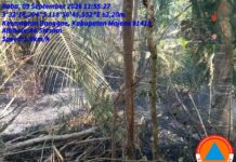 Damkar Majene Padamkan Kebakaran Lahan Sagu 1 Hektar di Lingkungan Teppo