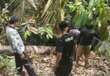 Api Lahap Kebun Kakao di Tutar Polman, Warga dan Polisi Bergerak Cepat