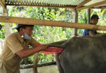 Terobosan Peternakan Sulbar! Kerbau Mamasa Kini Dilayani Inseminasi Buatan